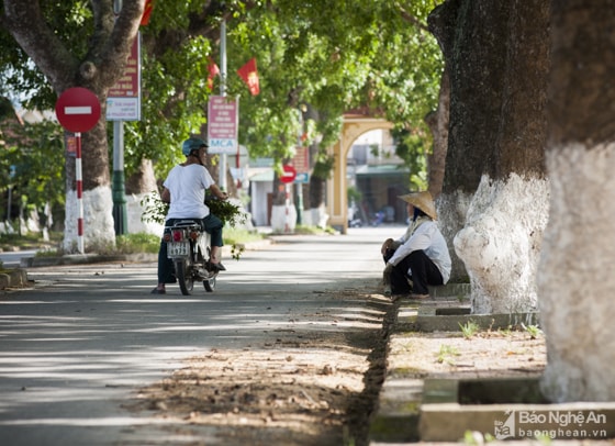 Vào những ngày nắng nóng, dọc hai bên đường dưới tán lá của hàng cây cổ thụ tỏa bóng mát, nhiều người dừng chân nghỉ ngơi. Ảnh: Thành Cường