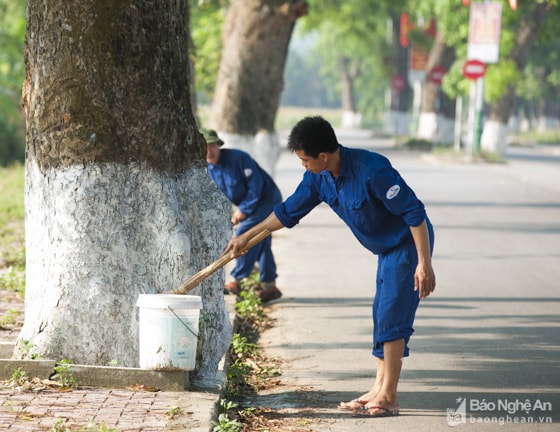 Việc chăm sóc cho cây được tiến hành thường xuyên, đảm bảo điều kiện sinh trưởng tốt nhất cho hàng xà cừ cổ thụ. Ảnh: Thành Cường