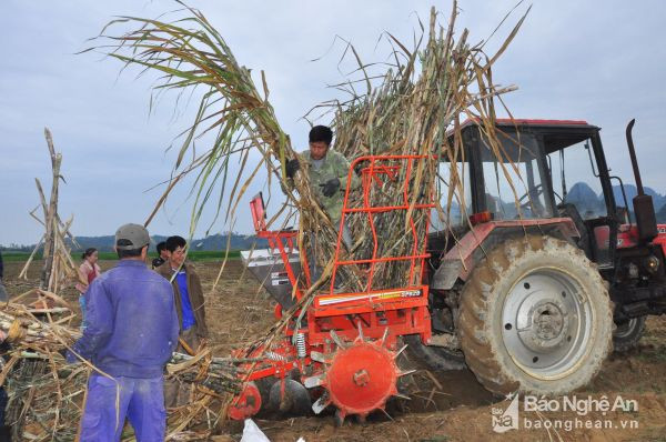 Người dân xã Hùng Sơn (Anh Sơn) sử dụng cơ giới trong thu hoạch mía. Ảnh: Thu Huyền