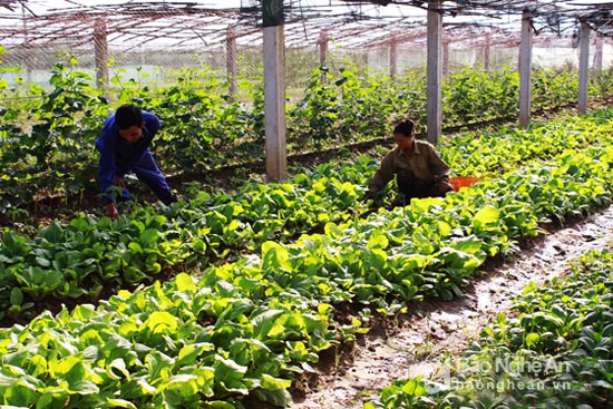 Mô hình rau an toàn của chị Nguyễn Thị Thanh Đồng ở xóm 2, xã Nghi Liên.