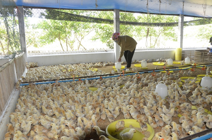 Mô hình chăn nuôi gà VietGap của gia đình ông Lê Ân, xóm 2A xã Diễn Trung. Ảnh Thanh Lê
