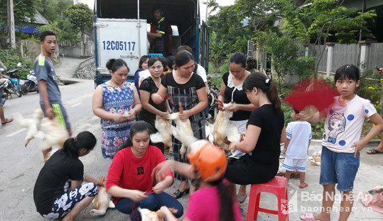 Các thầy cô giáo miền núi đang nhận vịt từ huyện Yên Thành mang lên.