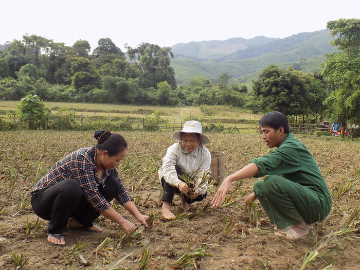 Dự án trồng cây hương bài