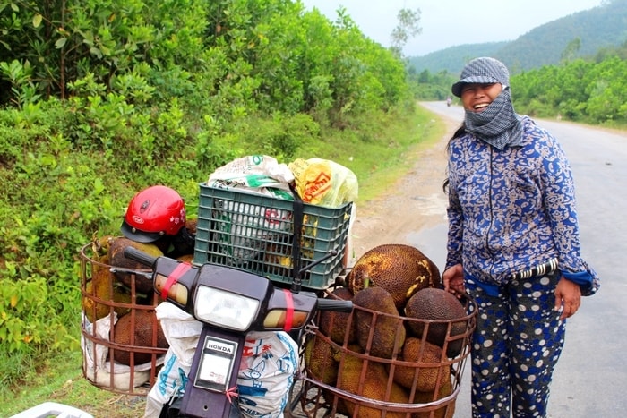 Hiện nay, cây mít đang được các hộ dân ở miền núi như Nghĩa Đàn, Quỳ Hợp, Quỳnh Lưu... trồng nhiều. Đến mùa mít chín, hàng chục thương lái tìm đến săn tìm mít ngon. Ảnh: Việt Hùng