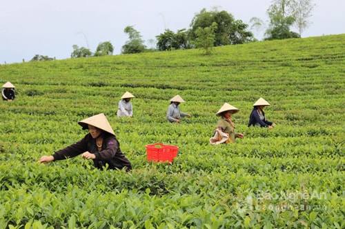 Diện tích chè Hùng Sơn trên 500 ha do vậy việc ổn định giá cả thu mua chè nguyên liệu được nhiều cử tri quan tâm. Ảnh: Huyền Trang