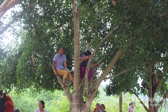 Vì sân đấu không còn chỗ trống nên nhiều người đành leo cây để xem kéo co. Ảnh: Đình Tuân