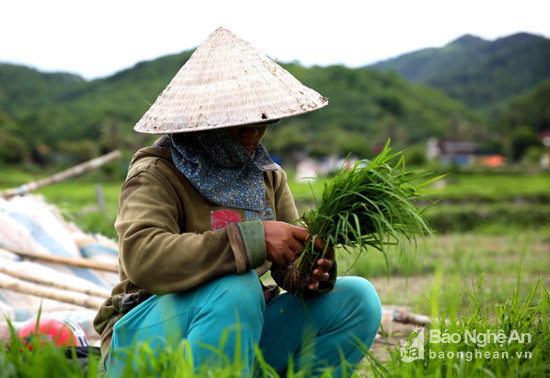 Do ruộng ở xa nên hầu hết người dân ở bản Lủng phải chắt tỉa nhặt từng nắm mạ rất cẩn thận để có thể mang ra đồng cấy.