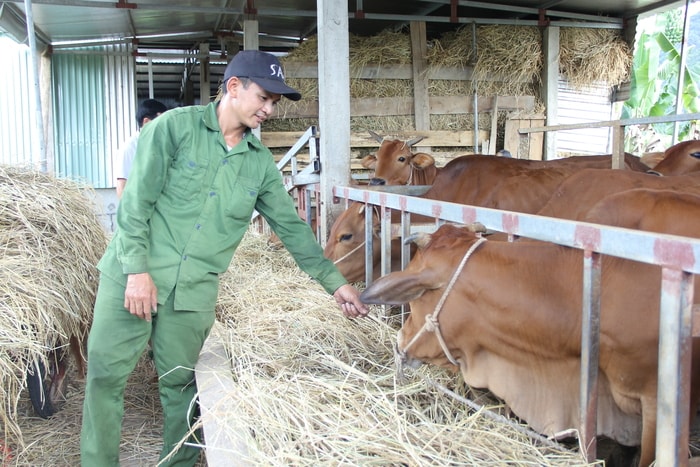 Chăn nuôi bò nhốt chuồng giúp cho bò phát triển khoẻ mạnh hơn. Ảnh: Mỹ Nga