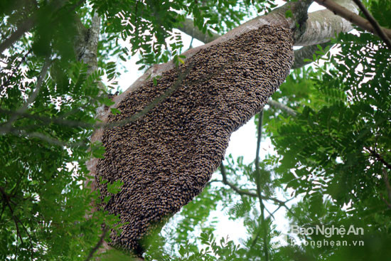 Theo những người thợ săn ong ở vùng cao Tân Kỳ, chỉ cần nhìn vào tổ ong là họ có thể biết được tổ này được nhiều hay ít mật. Tổ đóng ở những cây gỗ càng cứng thì mật càng đẹp và chất lượng. Ảnh: Đào Thọ