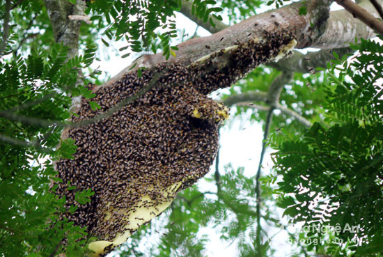 Thông thường, khi lấy ong, người thợ chỉ lấy phần có mật còn thì trừ lại trên cây để ong tiếp tục sinh sản và làm mật. Ảnh: Đào Thọ