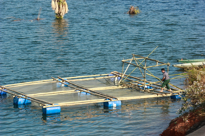 Nuôi cá lồng trên lòng hồ Thủy điện Hủa Na (Quế Phong). Ảnh tư liệu