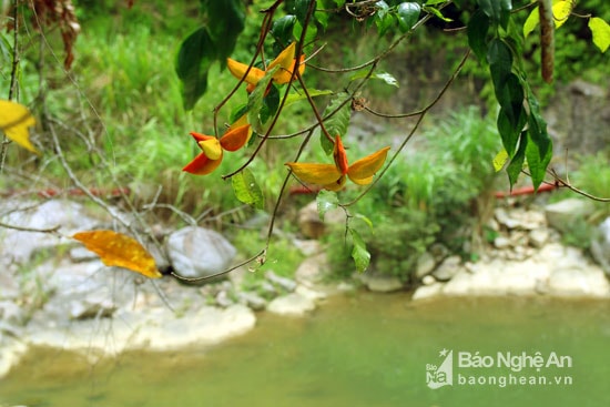 Những loài hoa dại đẹp mơ mộng buông xuống bên thác. Ảnh: Đào Thọ