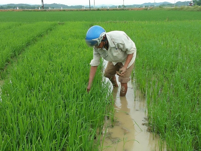 Thanh Chương ốc bươu vàng