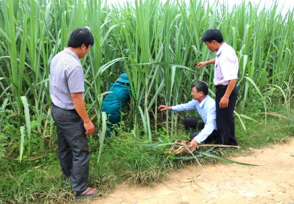  Cán bộ trạm trồng trọt và bảo vệ thực vật hướng dẫn cách phòng trừ rệp xơ bông trắng. Ảnh: Huyền Trang 