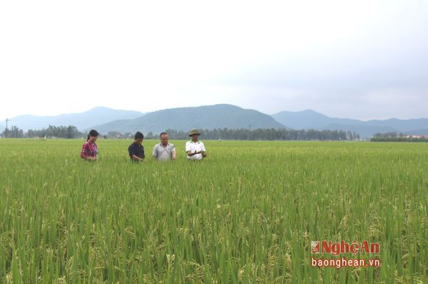 Cánh đồng một giống lúa của HTX nông nghiệp Phú Hậu. Ảnh tư liệu