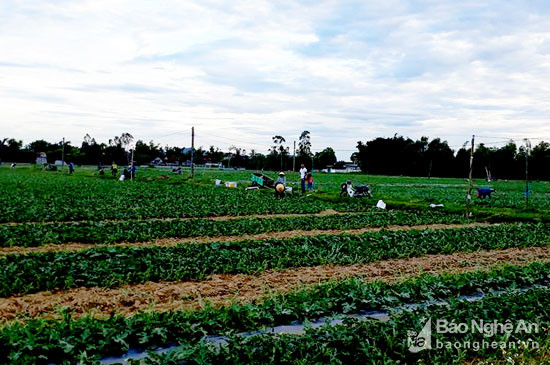 Vụ hè thu năm 2017 này, toàn huyện Nghi Lộc sản xuất trên 100 ha dưa, gồm cả dưa lê và dưa hấu. Để đảm bảo tiến độ thu hoạch và thuận lợi về đầu ra, bà con nông dân đã phân chia trồng thành nhiều đợt. Ảnh: Thu Hiền