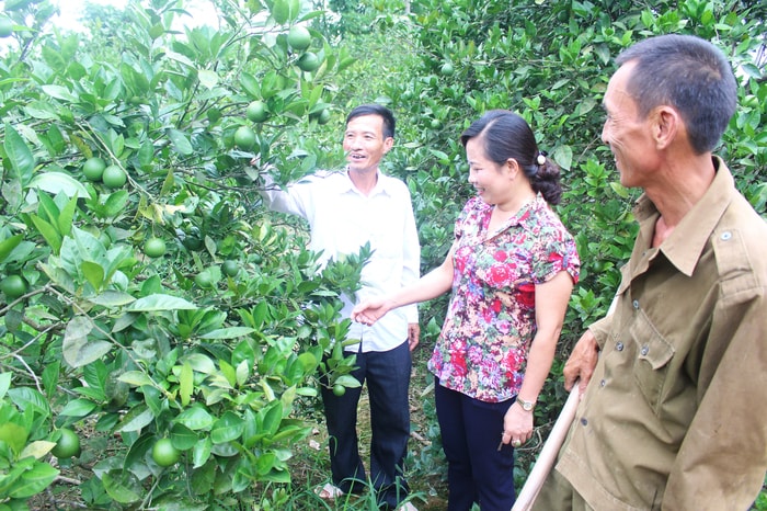 Ông Cao Đức Kỳ (áo trắng) trao đổi với người dân trong việc chăm sóc cây cam. Ảnh: Thái Trường