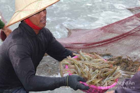 Tôm VietGAP. Ảnh: Việt Hùng