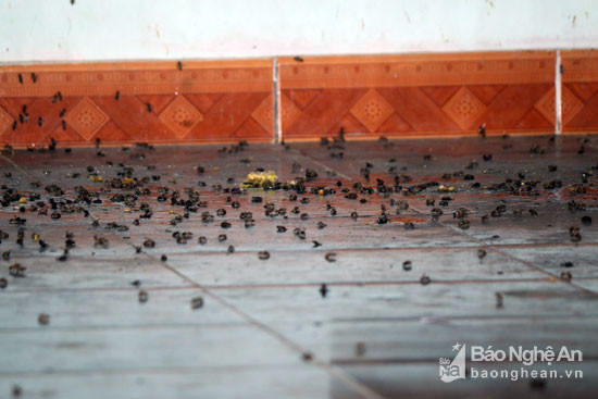 Trên sàn nhà dày đặc ong sau khi lấy xong mật. Ảnh: Đào Thọ