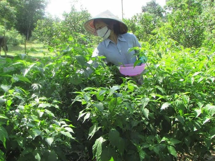 Ớt xiêm được bà con dân bản trồng