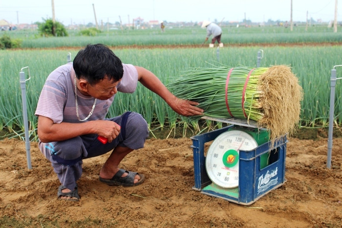 Hành hoa Quỳnh Lưu được giá