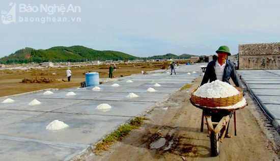 Diêm dân Quỳnh Lưu (Nghệ An) phấn khởi vì giá muối tăng. Ảnh: Hồng Diện