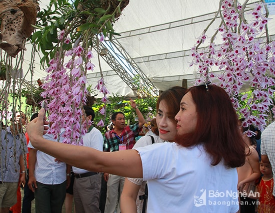 Có mặt tại ngày hội, chị Nguyễn Thị Nga đến từ Thái Bình cho biết, “Tôi đã tham gia nhiều ngày hội hoa Lan trên khắp cả nước nhưng đây là lần đầu tiên tham gia ngày hội ở Nghệ An. Tôi thấy ngày hội thật tuyệt vời”. Ảnh: Chu Thanh