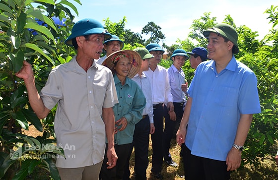 Bí thư Tỉnh ủy Nguyễn Đắc Vinh thăm mô hình trồng bơ của gia đình ông Trần Hưng Đạo, xã Nghĩa Phú, huyện Nghĩa Đàn. 