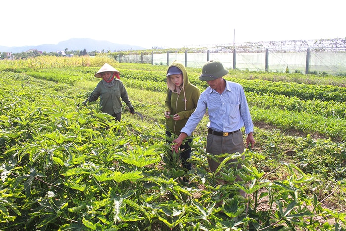 TP Vinh trồng đậu bắp