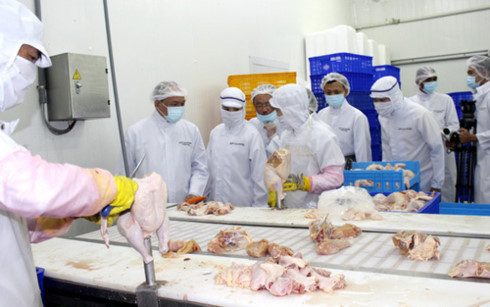 Nhiều cơ hội xuất khẩu các sản phẩm thịt gà đã qua chế biến (Ảnh minh họa: Internet)