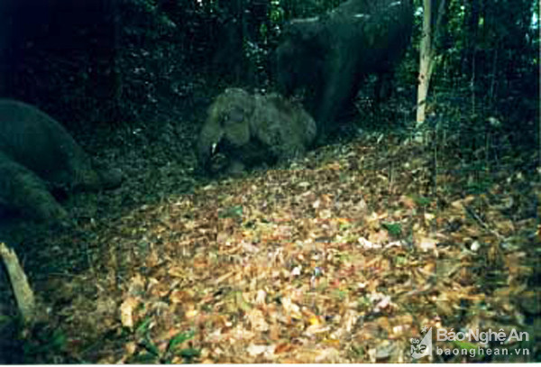 Trước tình trạng bị săn bắn lấy ngà và môi trường sống bị xâm hại, Việt Nam hiện chỉ còn khoảng 70 đến 130 con voi hoang dã. Trong đó, chỉ 3 tỉnh có quần thể voi tốt nhất, sống quy mô theo đàn vì vẫn giữ được vùng sinh cảnh là Đắk Lắk (khoảng 83 đến 110 con), Nghệ An (khoảng 13 đến 15 con) và (Đồng Nai khoảng 10 con). Voi ở Nghệ An chủ yếu sinh sống trong Vườn Quốc gia Pù Mát với 3 đàn độc lập (khoảng 12 con). Bức ảnh được chụp từ năm 2001 tại khu vực tây bắc Pù Mát. Đàn voi ở khu vực này có ít nhất 5 con được ghi nhận. Ảnh. VQG Pù Mát cung cấp.