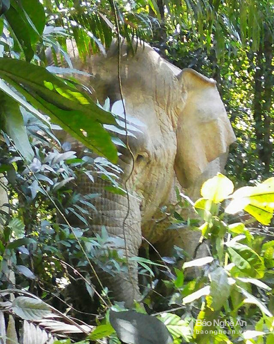 Cách đàn voi 5 con ở tây bắc Pù Mát khoảng 2 ngày đi bộ là con voi cái đang tuổi sinh đẻ. Con voi này hiện sống ở trung tâm vườn quốc gia, thường xuyên xung đột với con người. 