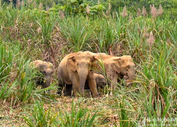 Thường xuyên đụng độ với người dân nhất phải kể đến đàn voi 6 con sống ở phía đông nam Vườn Quốc gia Pù Mát. Theo người dân xã Phúc Sơn (Anh Sơn), trước đây họ và đàn voi sinh sống hòa bình. Tuy nhiên, năm 2009, những cánh rừng nứa vốn là thức ăn và là nơi sinh sống của voi bị chặt phá để trồng cao su, đàn voi liên tục ra quấy phá, tìm thức ăn. Đỉnh điểm là sau năm 2010, khi con voi đực đầu đàn bị bắn chết để lấy ngà. 