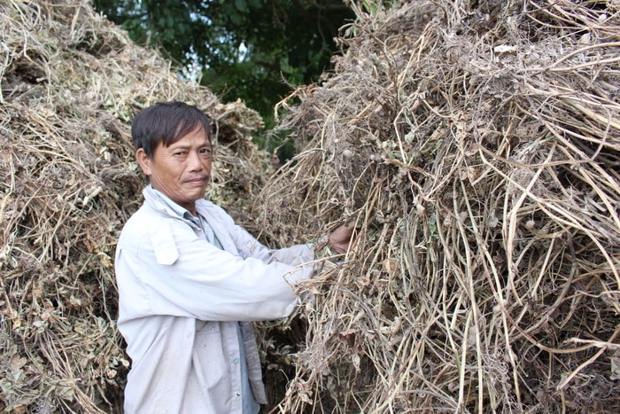 cây lạc khô cho bò. Ản: Nhật Tuấn