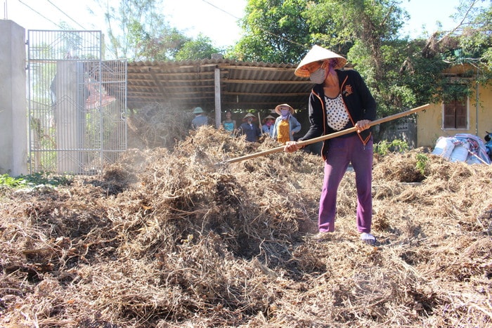 cây lạc khô cho bò. Ản: Nhật Tuấn