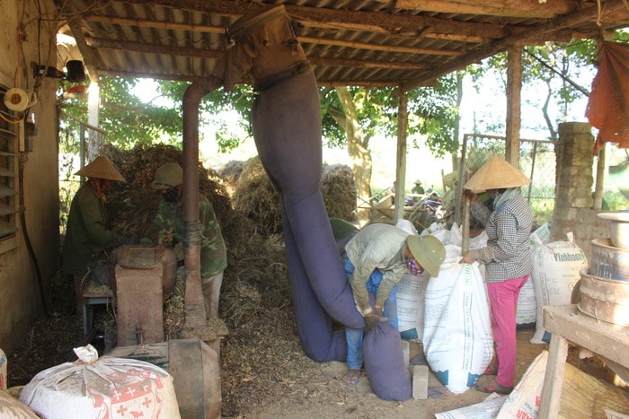 cây lạc khô cho bò. Ản: Nhật Tuấn