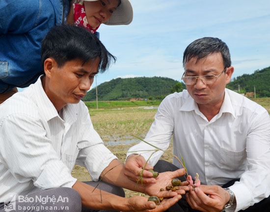 Lãnh đạo trạm trồng trọt và BVTV huyện Anh Sơn kiểm tra thực tế nạ ốc bươu vàng phá hoại tại cánh đồng lúa hè thu mùa xã Khai Sơn