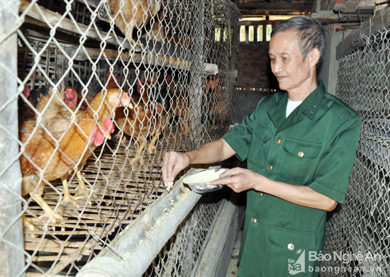 4.Ông Nguyễn Quang Trung chăm sóc đàn gà