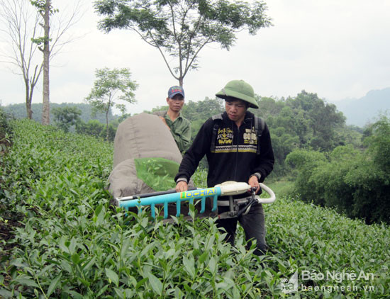 Nông dân xã Cẩm Sơn (Anh Sơn) thu hoạch chè nguyên liệu. Ảnh: Công Kiên