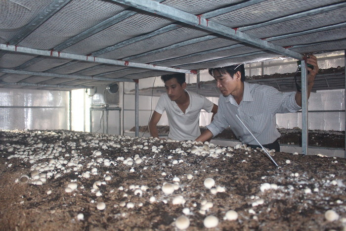 Phạm Hùng Thuận (trái) giới thiệu mô hình trồng nấm bông. Ảnh: Đào Tuấn