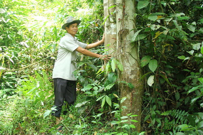 Ông Quang Văn Đồng - Bí thư Chi bộ bản Hốc (xã Diên Lãm, Quỳ Châu) bên cánh rừng cấm.