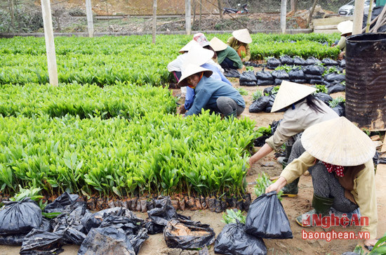 Sản xuất giống lâm nghiệp tại Công ty lâm nghiệp huyện Đô Lương