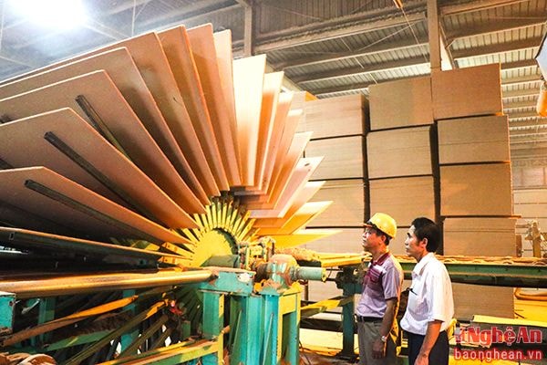 Dây chuyền sản xuất ván nhân tạo từ gỗ rừng trồng.