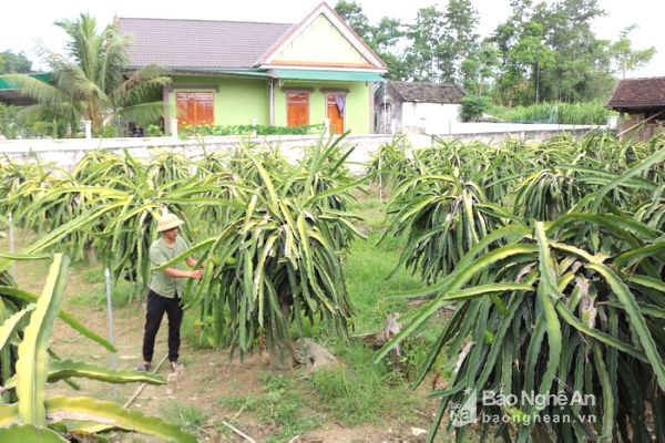 Vườn thanh long ruột đỏ của gia đình ông Nguyễn Văn Bình ở thôn 1 xã Hoa Sơn. Ảnh: Huyền Trang