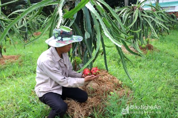 Vườn thanh long năm thứ 2 của gia đình ông Nguyễn Văn Thủy đã bắt đầu cho thu hoạch. Ảnh: Huyền Trang