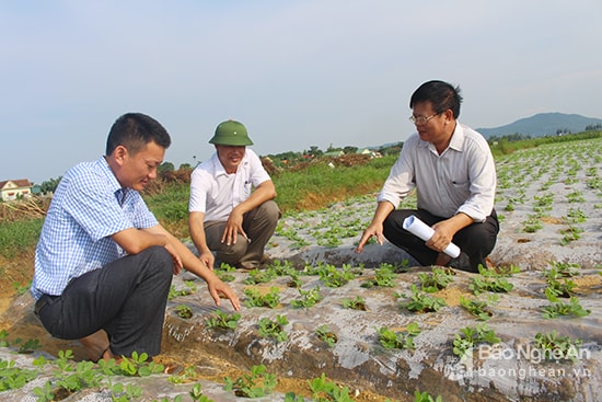 Phủ nilon chống rét cho cây  lạc tại xã Diễn Thịnh, Diễn Châu