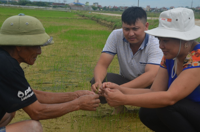 Lãnh đạo Trạm Trồng trọt và BVTV Đô Lương hướng dẫn bà con nông dân xã Văn Sơn dặm tỉa lúa đúng quy trình. Ảnh: Lương Mai