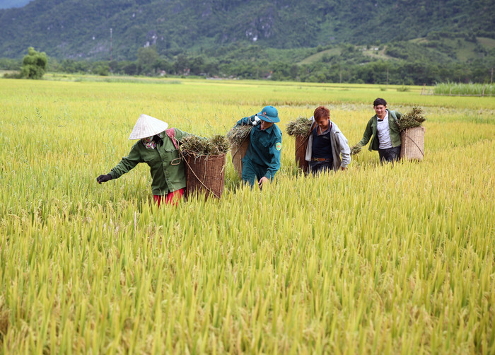 Một gia đình người Thái ở xã Môn Sơn (Con Cuông) cùng thu hoạch lúa. Ảnh: Hồ Phương