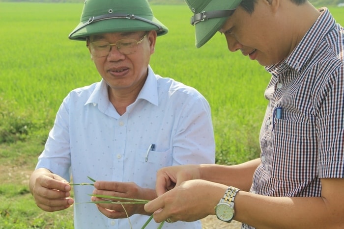 Quỳnh Lưu nhiễm sâu cuốn lá nhỏ