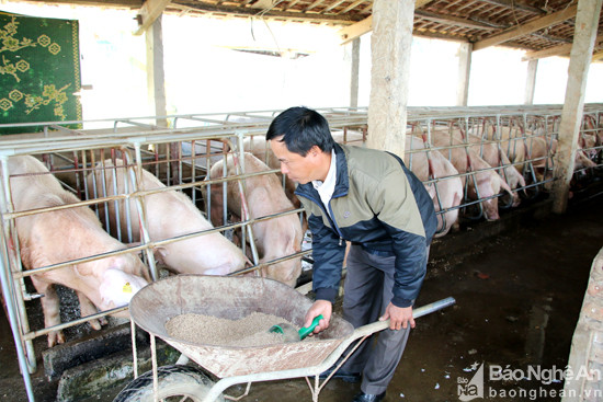 Mô hình trang trại của ông Nguyễn Thái Hùng- Xã Văn Sơn- Đô Lương phát huy hiệu quả vốn vay ngân hàng nông nghiệp từ chi nhánh Đô Lương